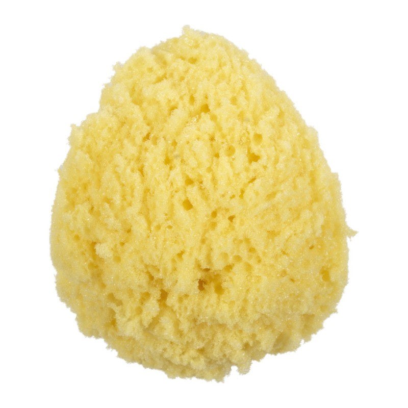 Collection By London Drugs Sea Sponge Sin marca